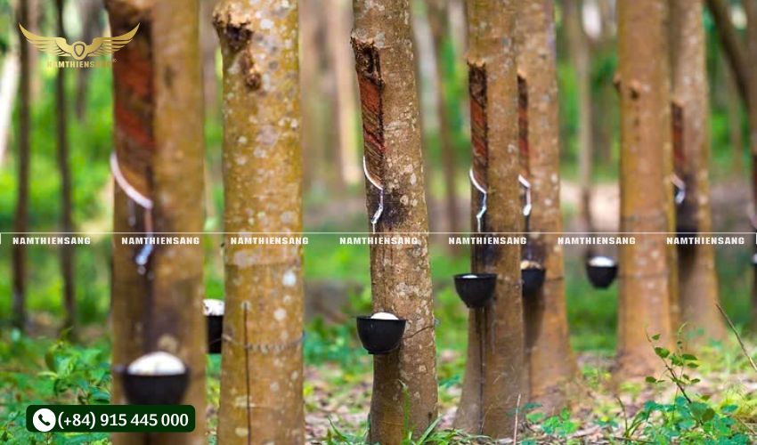 Lắp đặt máng và chén đúng cách góp phần phát triển vườn cao su bền vững