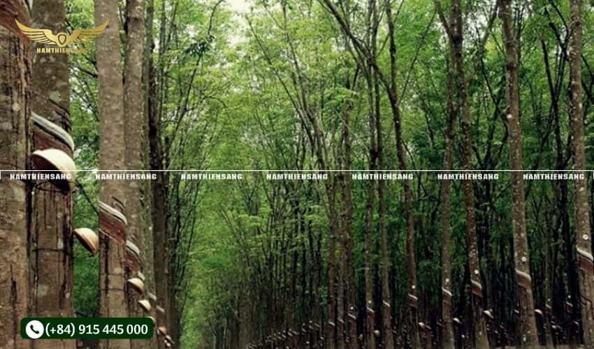 Lắp đặt máng và chén đúng cách giúp tăng hiệu suất khai thác