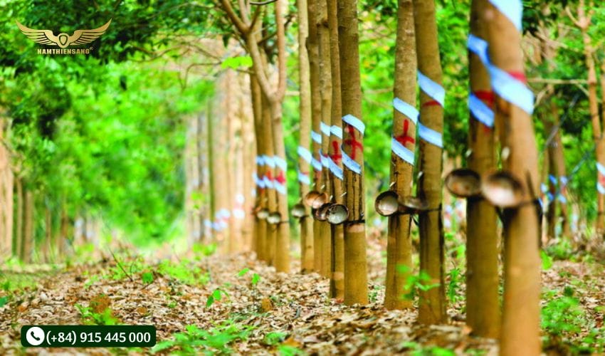 Lưu ý khi bảo quản dụng cụ trong mùa mưa