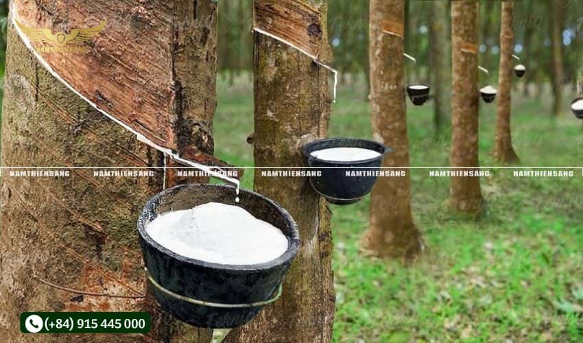 Lưu ý khi chọn giống cao su