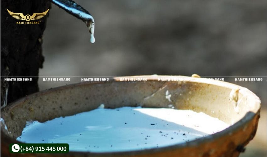 Lưu ý khi thao tác gắn chén hứng mủ cao su