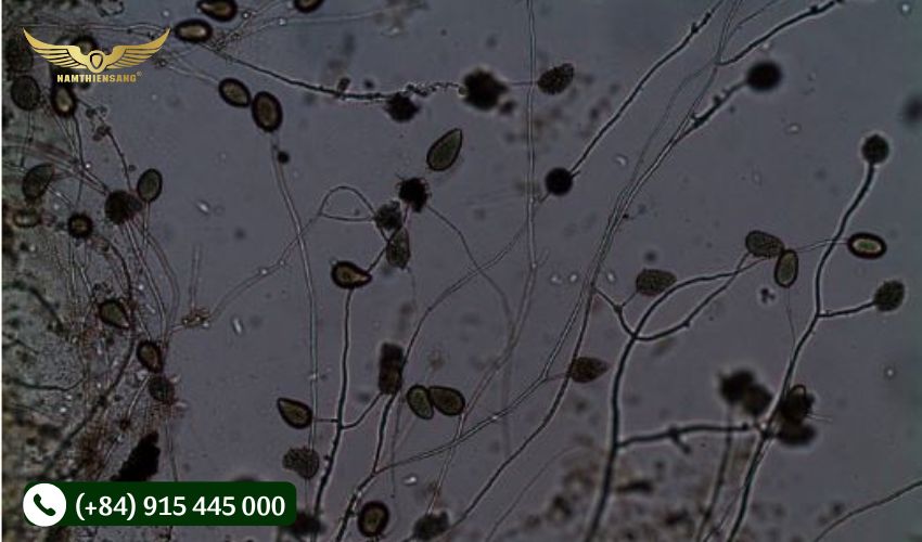 Tác nhân gây bệnh xì mủ cao su