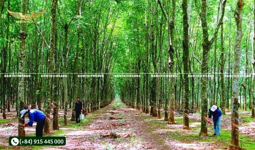Nâng cao hiệu quả nhờ áp dụng kỹ thuật chăm sóc hiện đại
