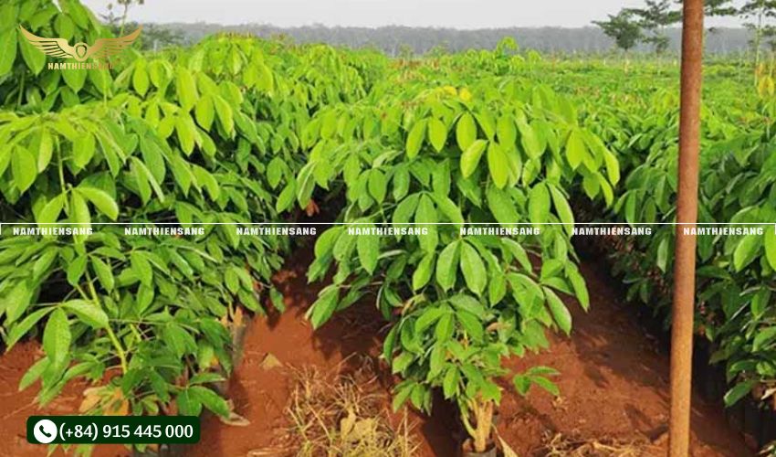 Nâng cao thu nhập cho người trồng