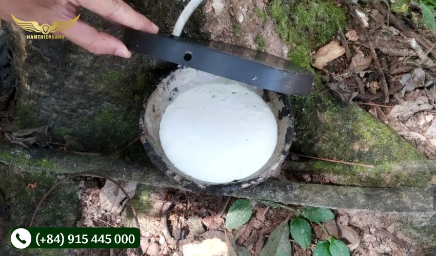 Những luu ý khi khai thác mủ cao su bằng khí ethylene
