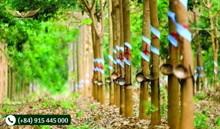 Vệ sinh và sử dụng các biện pháp để tối ưu năng suất của cây cao su