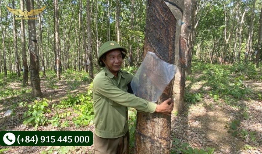 Lợi ích của việc sử dụng máng che cho tô nhựa đựng mủ cao su