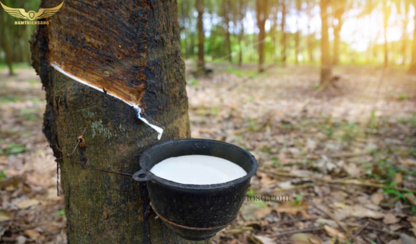 Nỗ lực vượt qua thách thức của cao su Việt Nam 