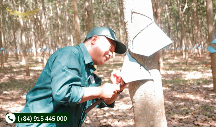 Kiến thức cần thiết để khai thác mủ cao su hiệu quả