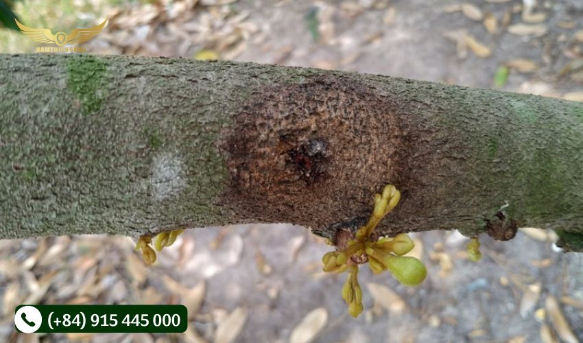 Điều kiện phát sinh, phát triển bệnh nứt vỏ trên cây cao su