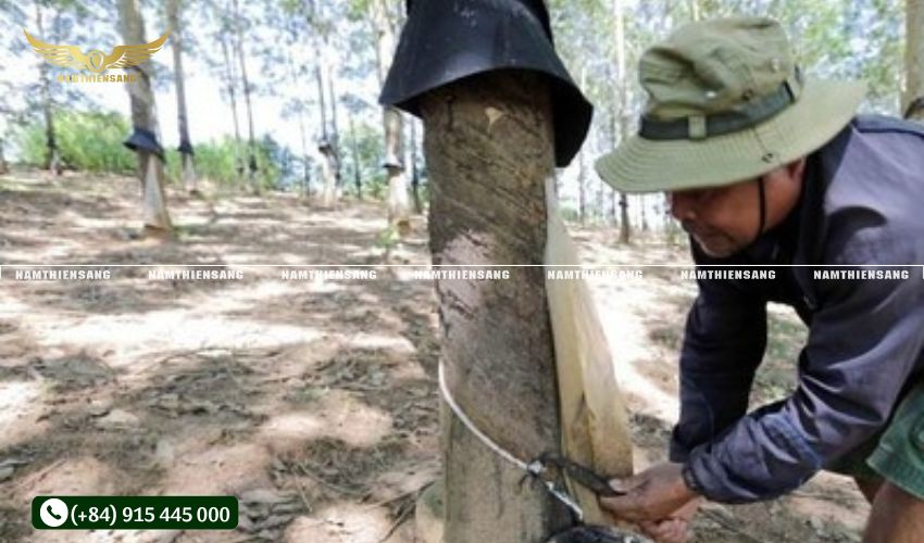 Phòng trừ sâu bệnh cho cây cao su