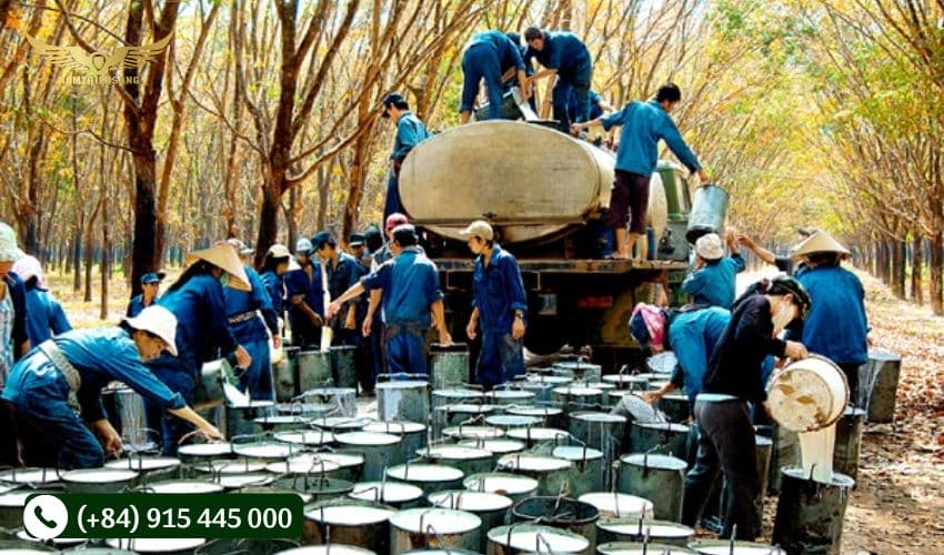 Quy trình sản xuất cao su thiên nhiên