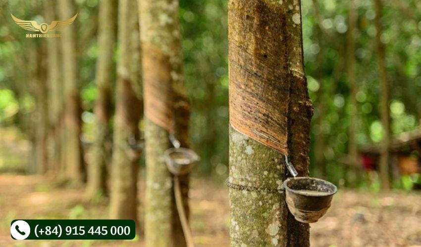 Quy trình thu hoạch mủ cây cao su 