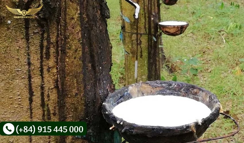 Sử dụng cao su mới