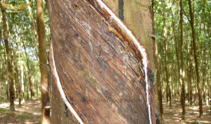 Sử dụng máng che để hạn chế bệnh ở cây cao su