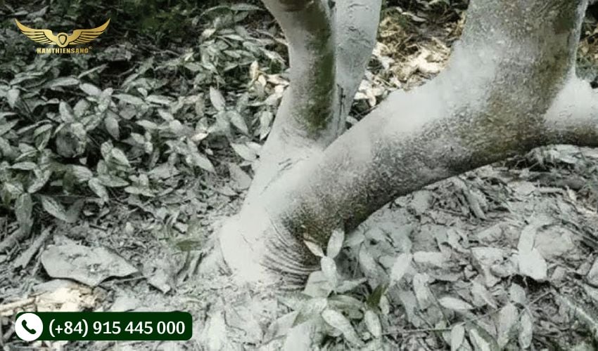 Sử dụng vôi quét để bảo vệ thân cây cao su