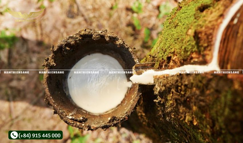 tác động của máng che mưa đến sản lượng mủ thu được