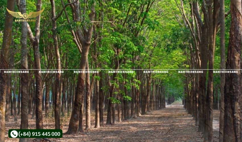 Tác động của thời tiết, độ ẩm, chế độ cạo mủ cây cao su