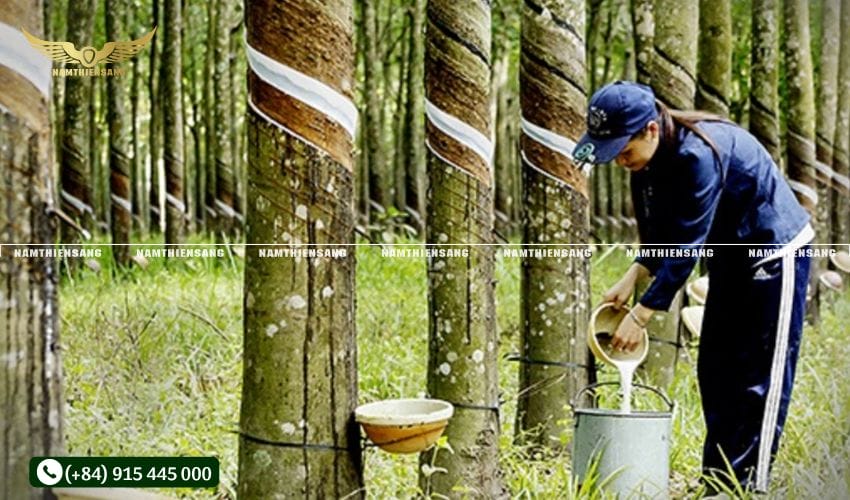 Tại sao cần gắn chén hứng mủ cao su đúng kỹ thuật?