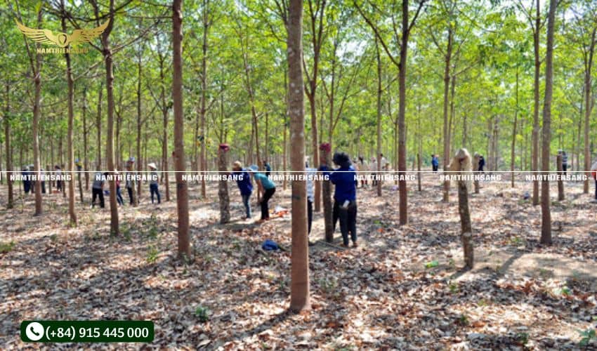 Tại sao cần lắp máng che mưa