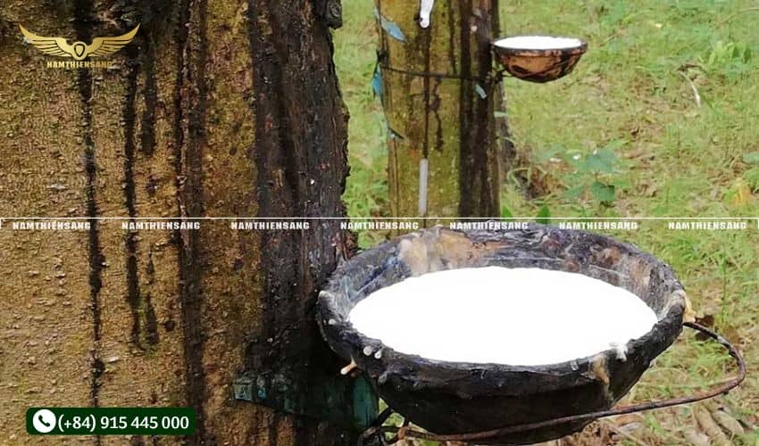 Tại sao cần quan tâm về thời gian sử dụng trung bình chén hứng mủ cao su 