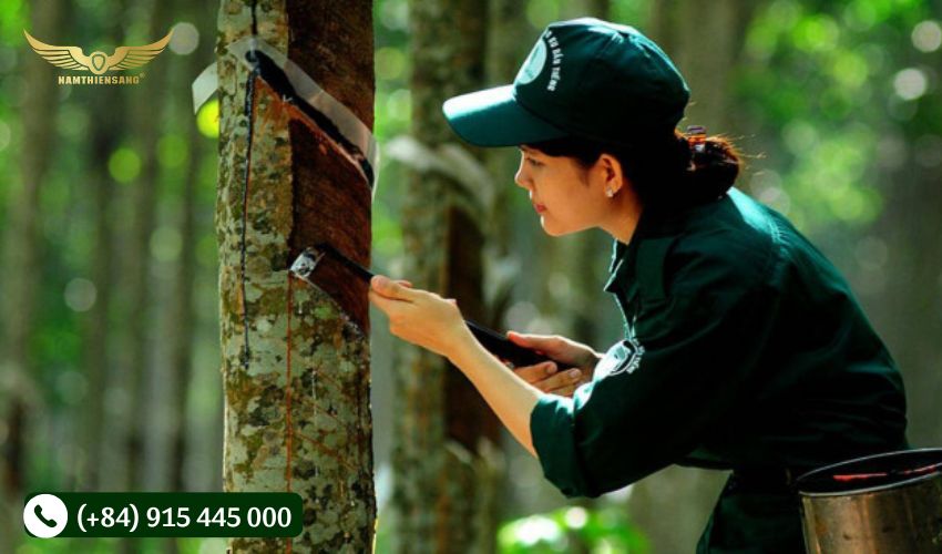 Tại sao cần vệ sinh chén đựng mủ cao su?