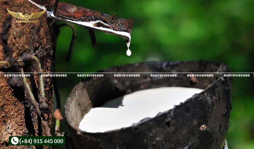 Tại sao cạo cao su nhiều mủ lại quan trọng?