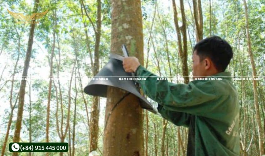 Mua máng và chén tại Nam Thiên Sáng - Hỗ trợ tăng năng suất khai thác