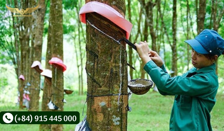 Thao tác cạo và di chuyển