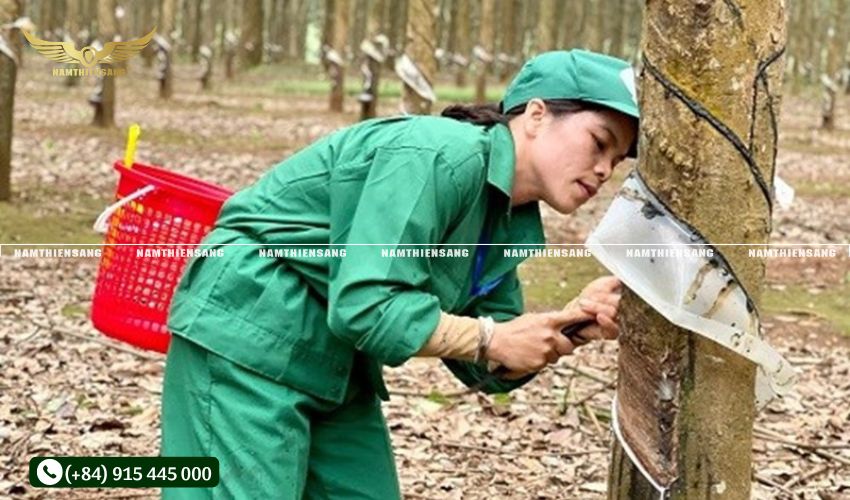 Thời điểm cạo mủ cao su