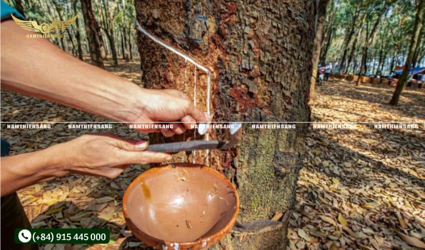 Thực hiện cạo mủ cao su theo chu kỳ