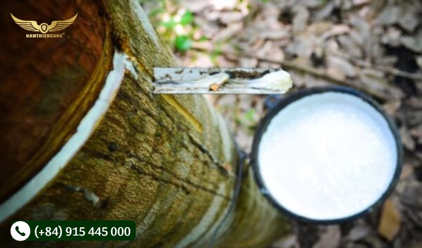 iêu chuẩn của một cây cao su khi được thu hoạch