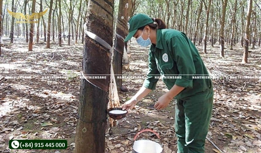 Tìm mua máng nhựa chất lượng cao dùng trong ngành cao su tại Nam Thiên Sáng 