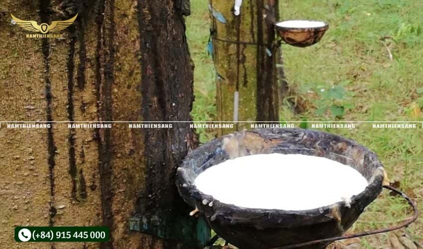 Tổng quan về cây cao su và tầm quan trọng của kỹ thuật chăm sóc