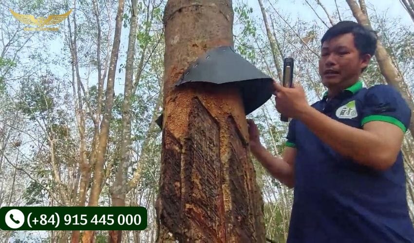 Lợi ích của việc sử dụng máng che cho cây cao su