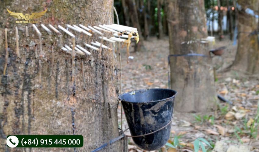Ưu điểm khi khai thác mủ cao su bằng khí ethylene