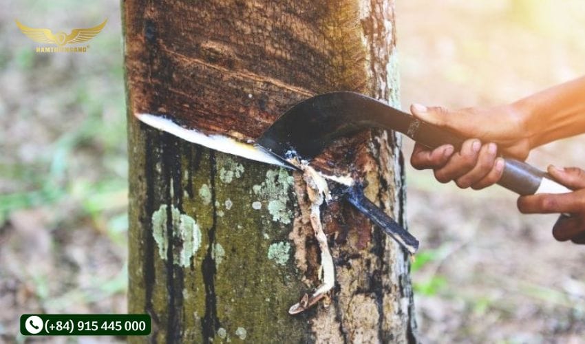 Vì sao cần bảo quản máng che mưa và chén cao su trong mùa mưa?