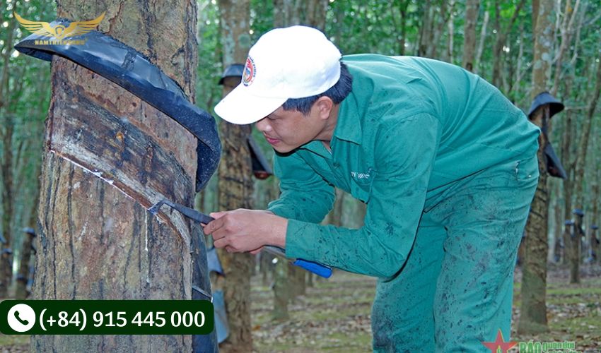 Xác định thời gian cạo mủ
