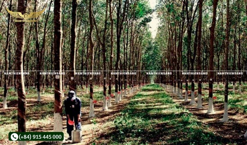 Yêu cầu về đất trồng, khí hậu, độ cao