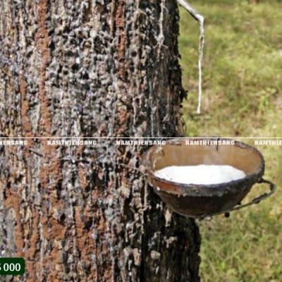 Thời gian sử dụng trung bình của chén hứng mủ cao su