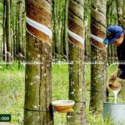 Cách kiểm tra độ bền của máng nhựa dùng trong ngành cao su