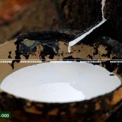 Vật liệu cao su tự nhiên trong công nghiệp