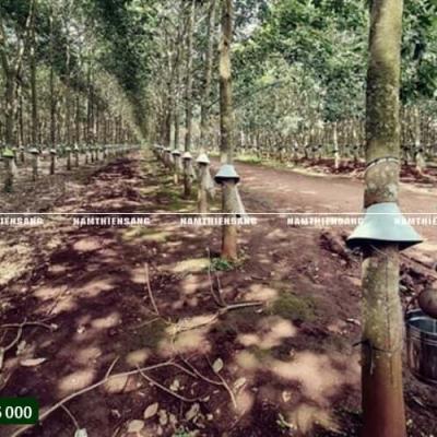 Kỹ thuật trồng và chăm sóc cây cao su