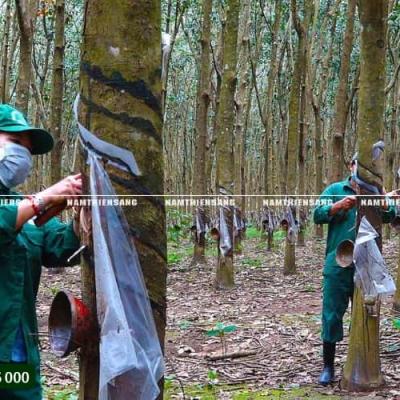 Lắp đặt máng và chén đúng cách giúp tăng hiệu suất khai thác