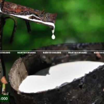 Mã ngành mua bán cao su tại Việt Nam
