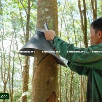 Tác động của máng che mưa đến sản lượng mủ thu được