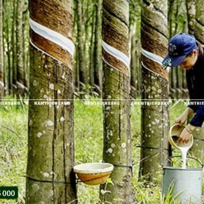 Cách gắn chén hứng mủ cao su đúng kỹ thuật