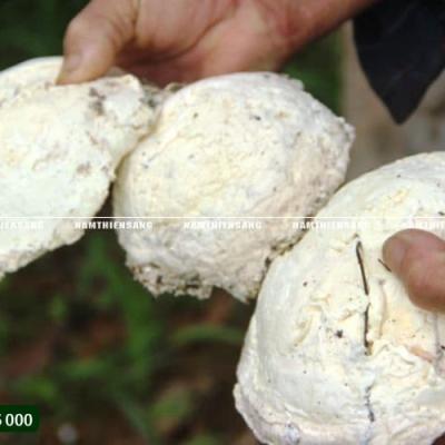 Kích thích mủ cao su: Giải pháp thực tế giúp nông hộ tăng sản lượng