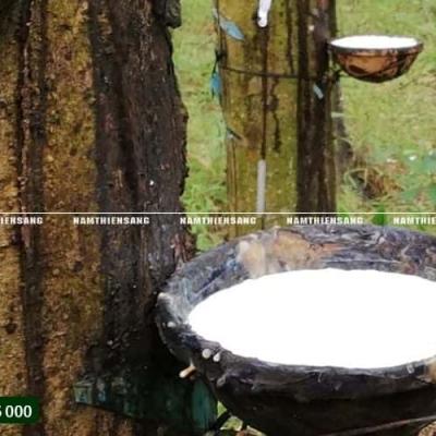 Thiết kế chén hứng mủ tối ưu cho sản lượng – Giải pháp nâng cao hiệu quả khai thác mủ cao su